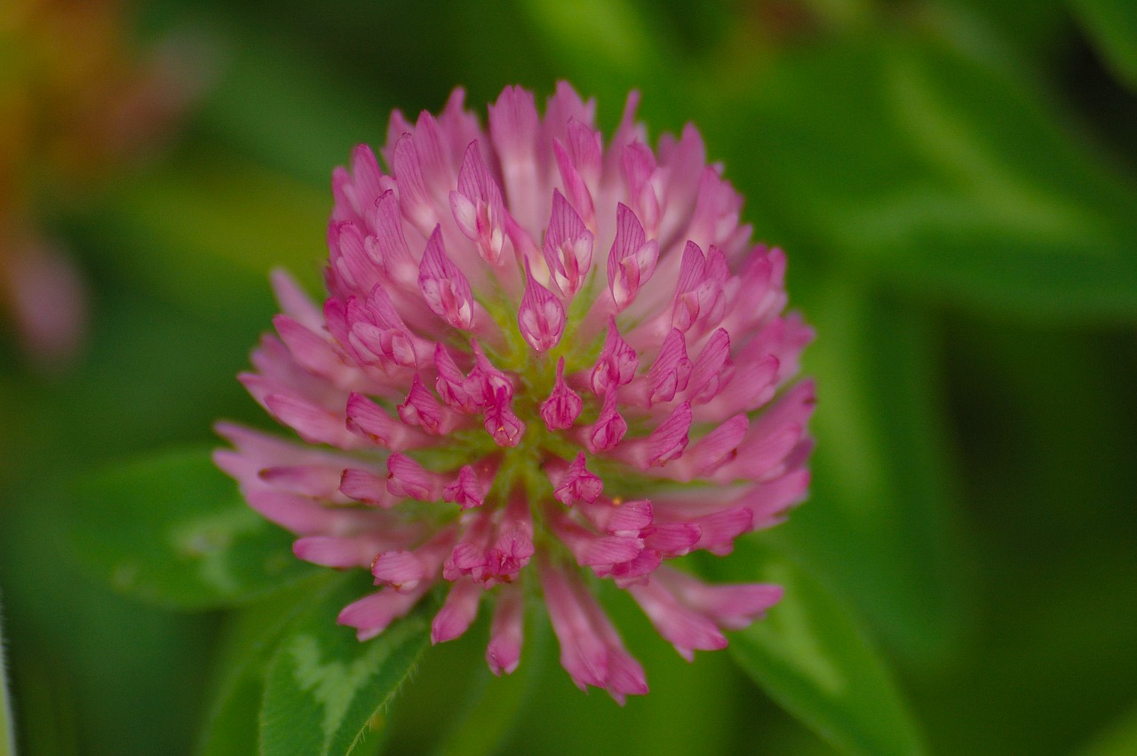 Image - clover pink blossom flower summer