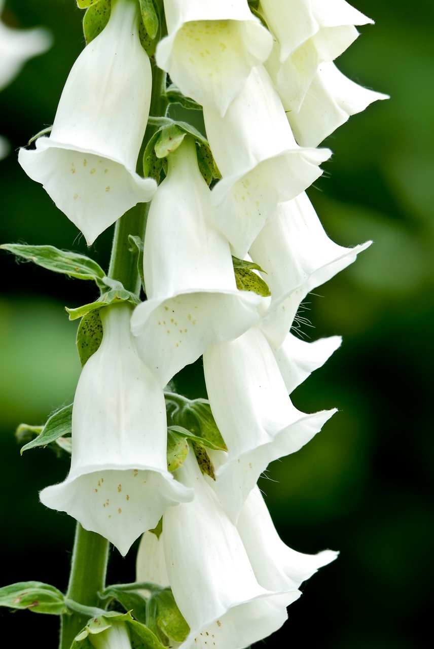 Image - wildflowers forest nature natural