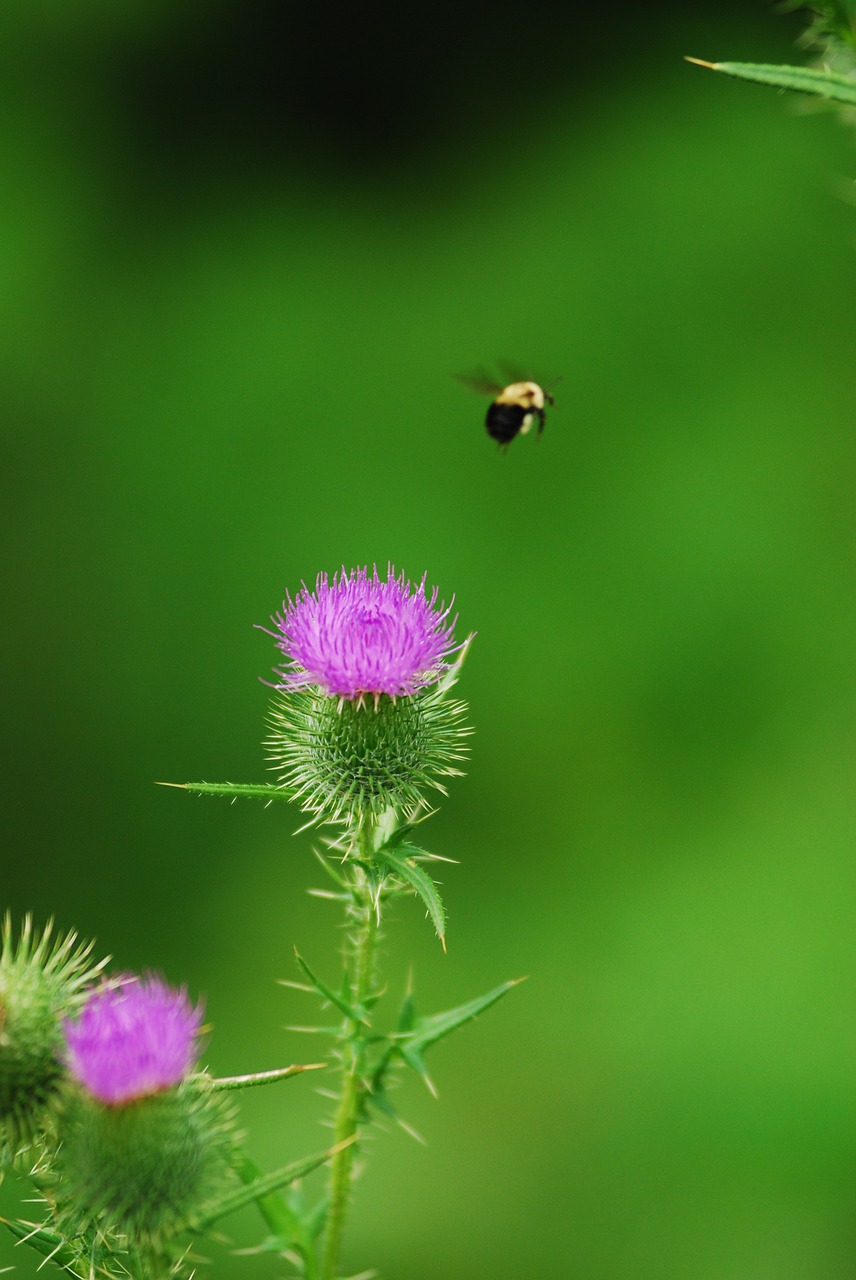 Image - bumblebee thistle nature blossom