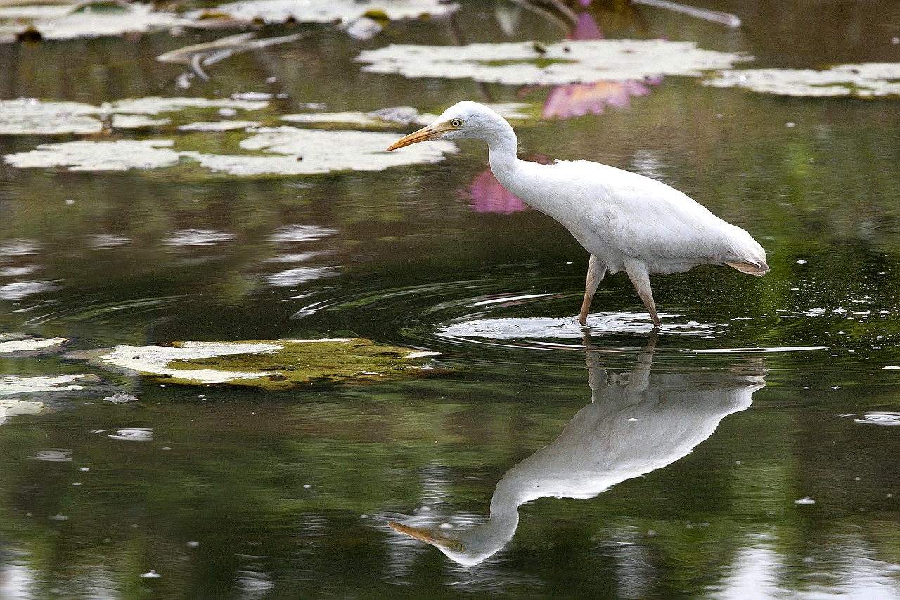 Image - bird 覓 food pond