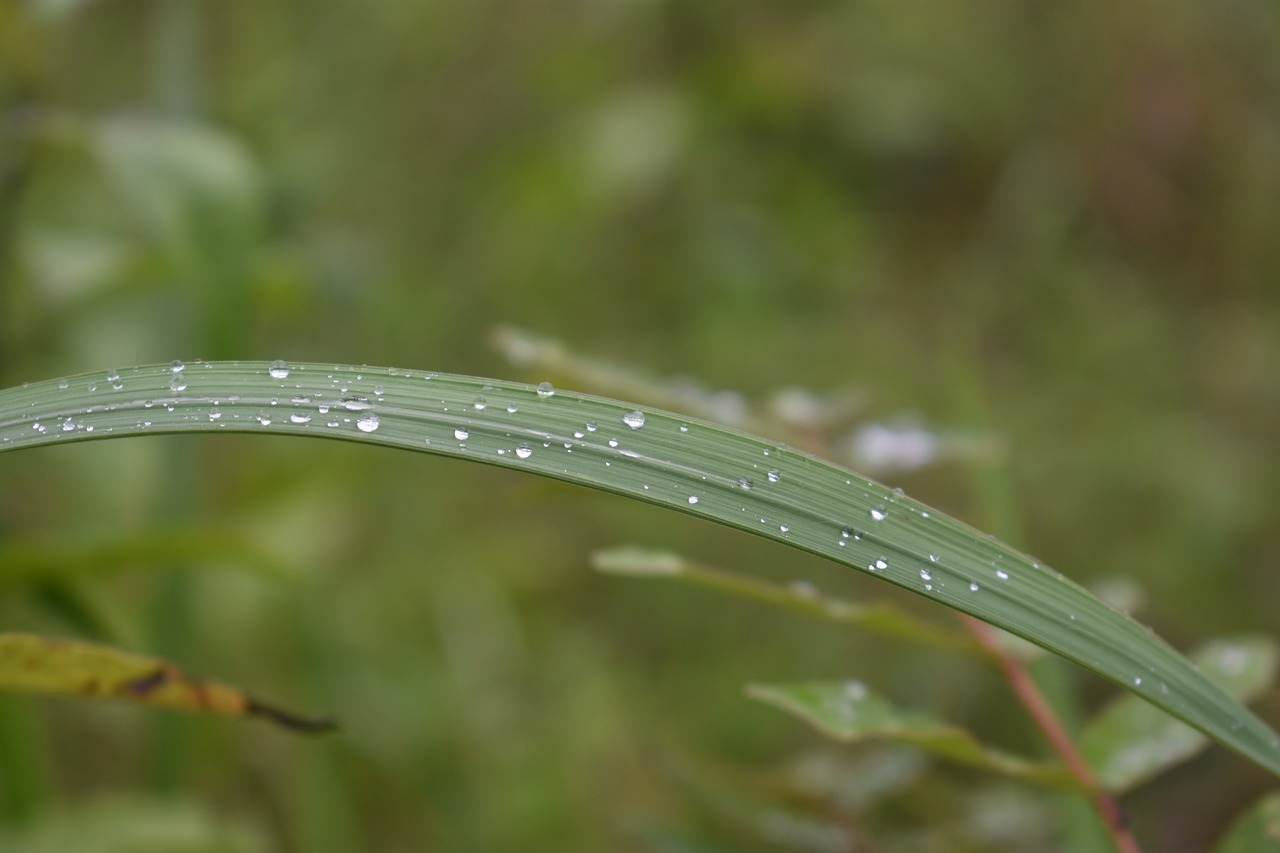 Image - dew reed waterdrop morning grass