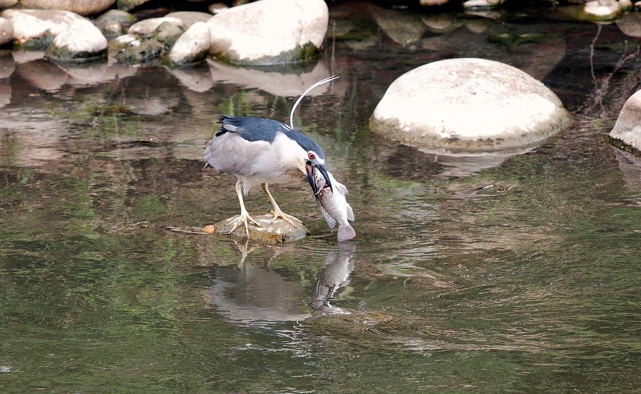 Image - bird night 鷺 breakfast 覓 food