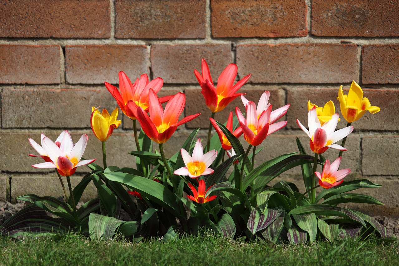 Image - bloom blossom bud bunch color