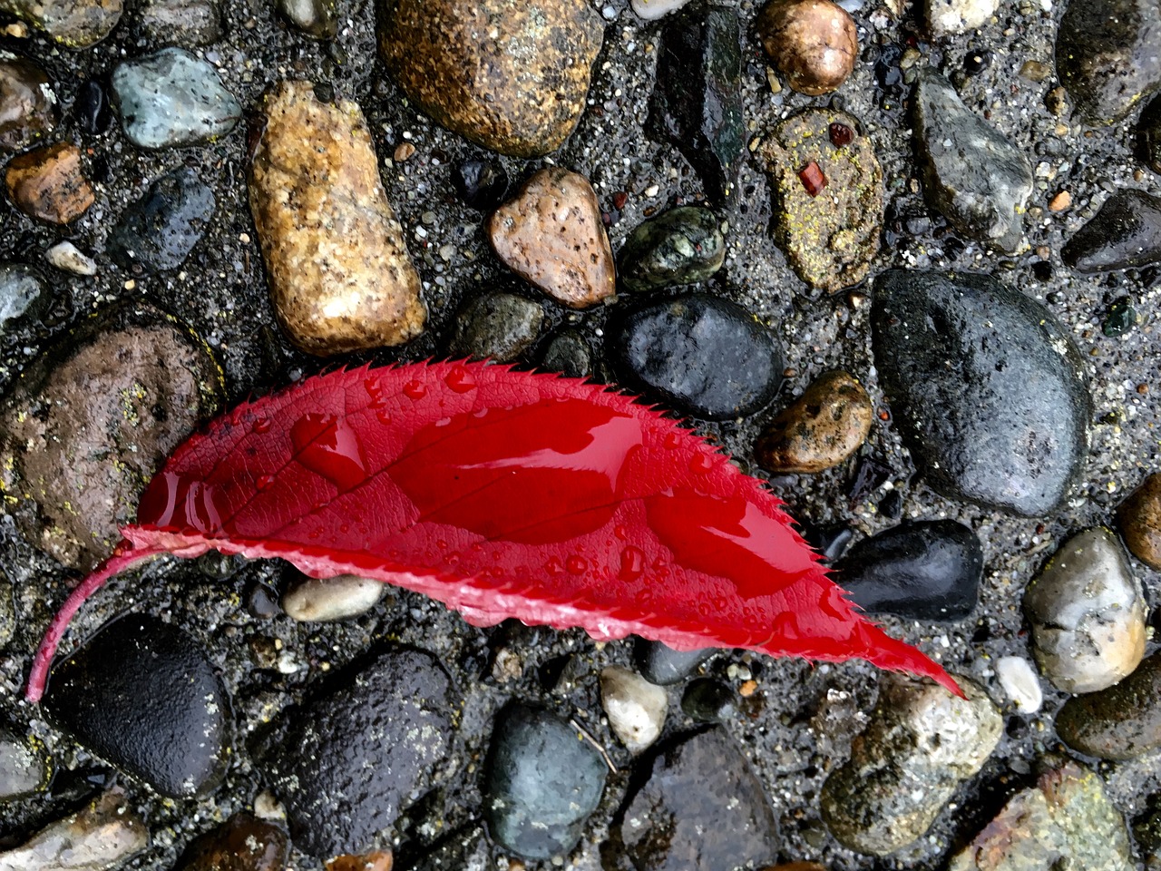 Image - rock wet red