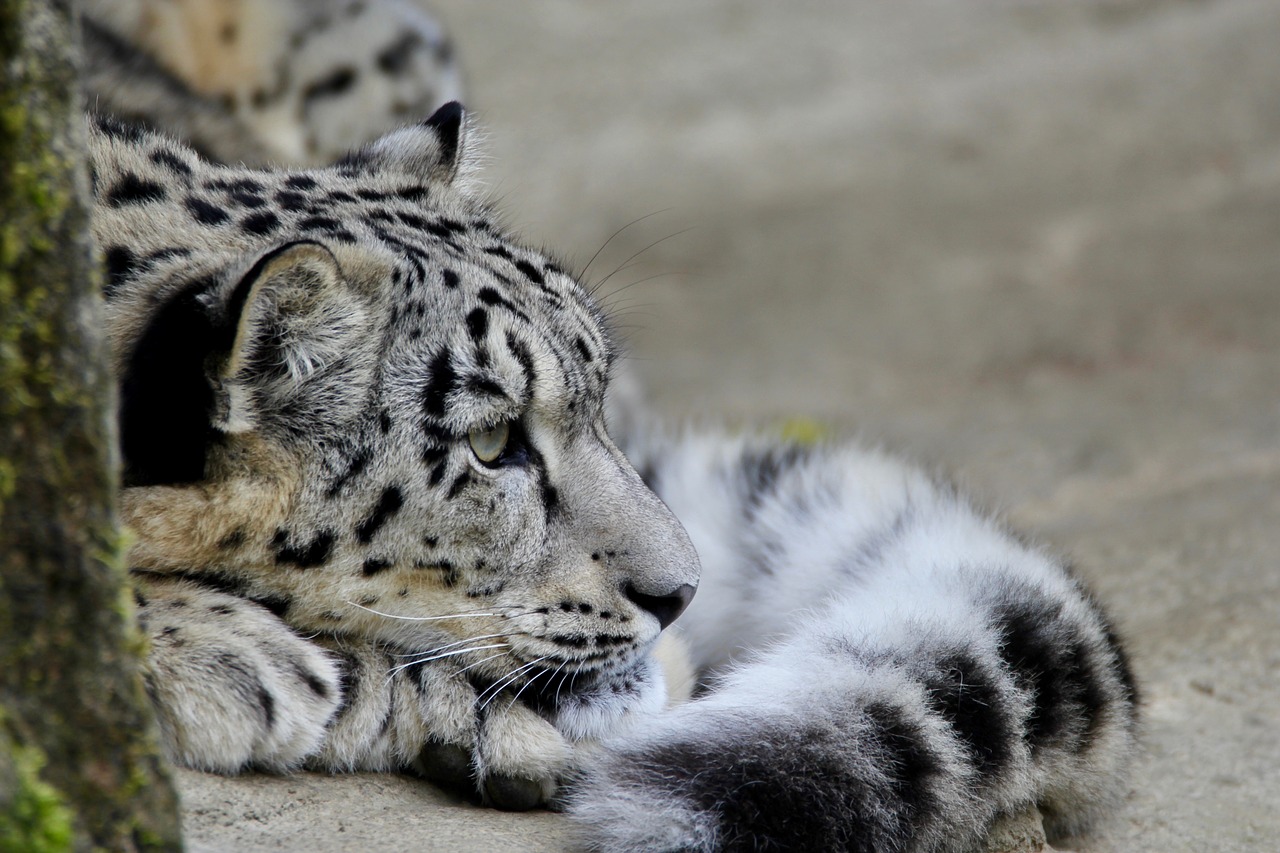 Image - animals cat snow leopards zoo