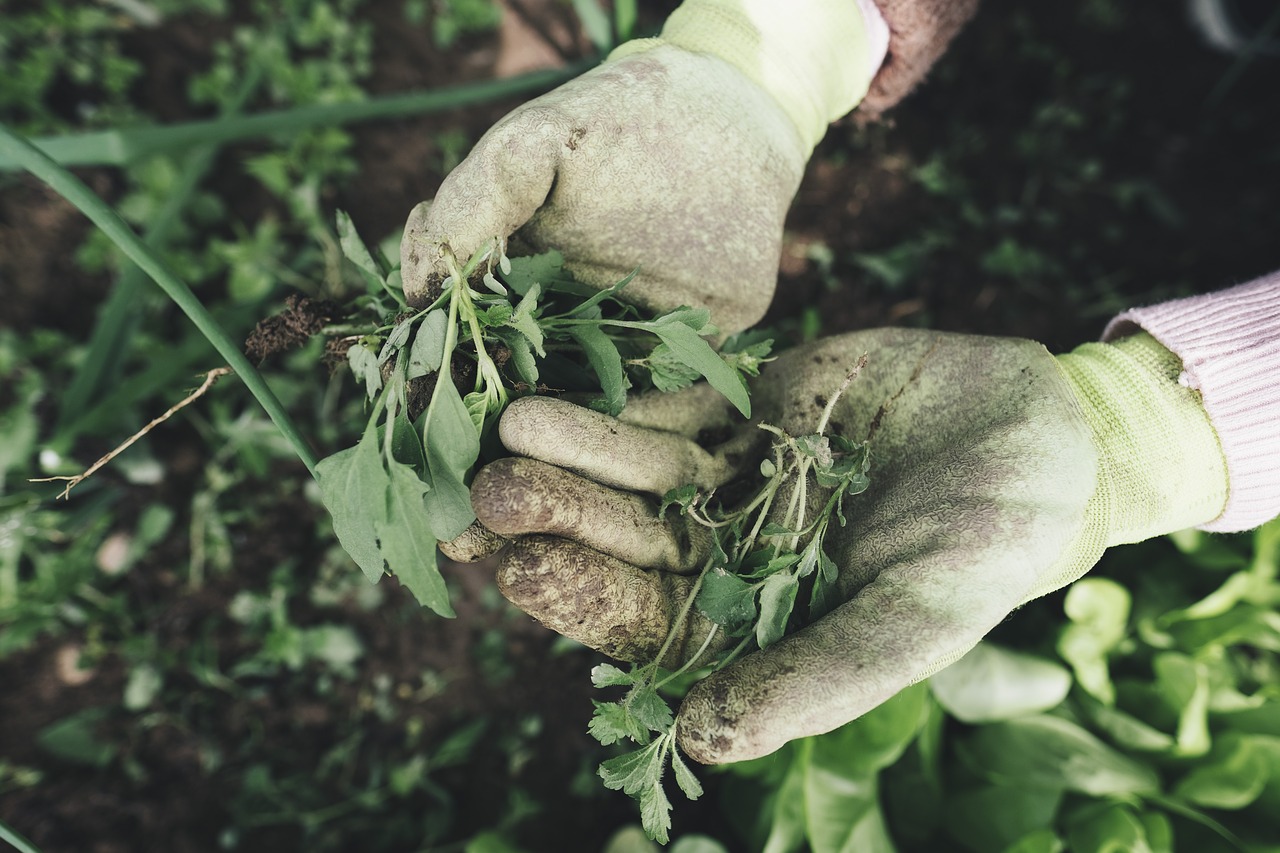 Image - gardening agriculture grass plant