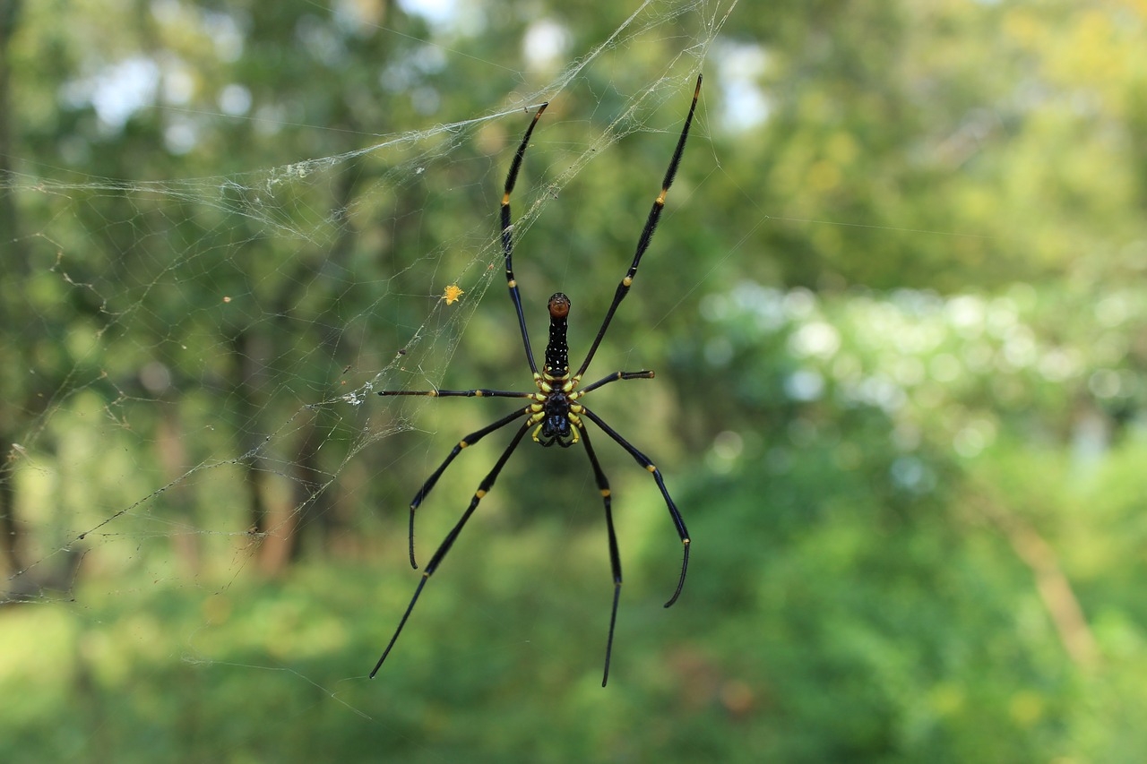 Image - spider web design nature india