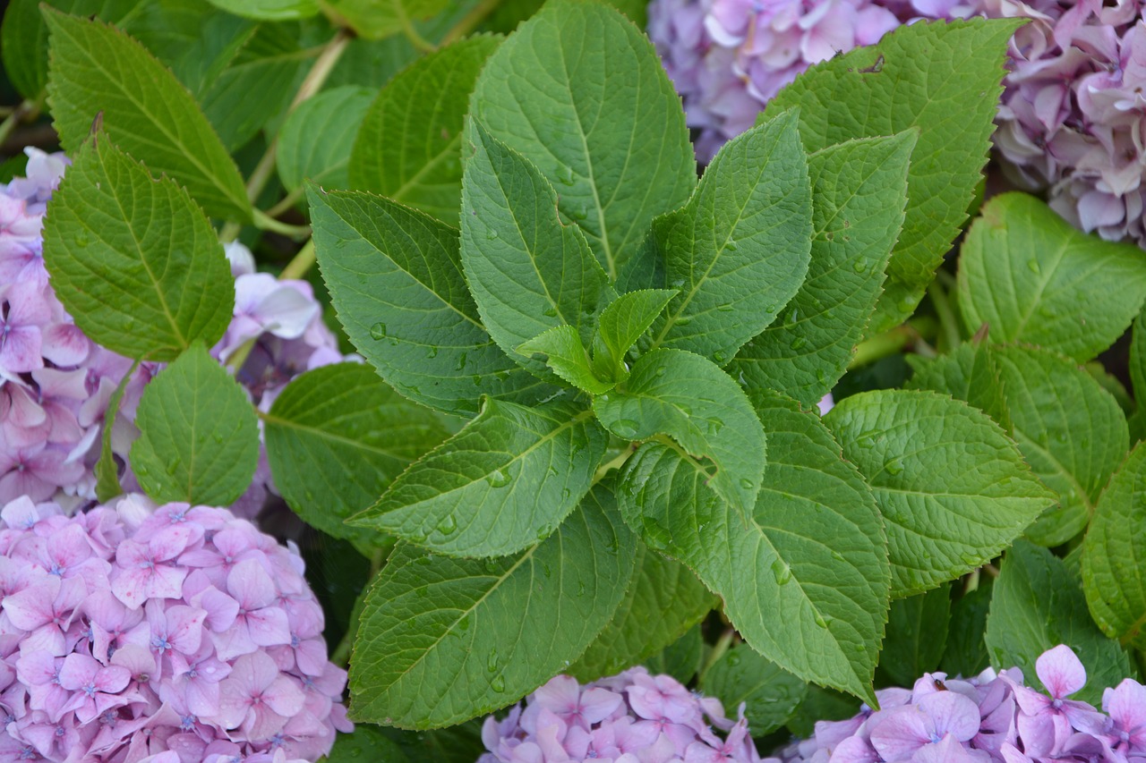 Image - leaves hydrangea green foliage