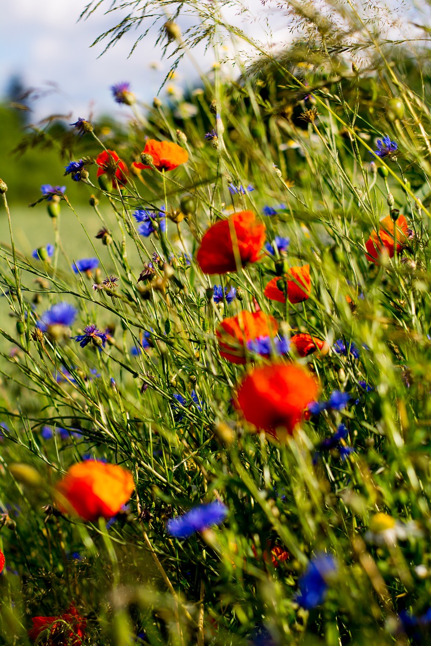 Image - poppies charby flowers meadow