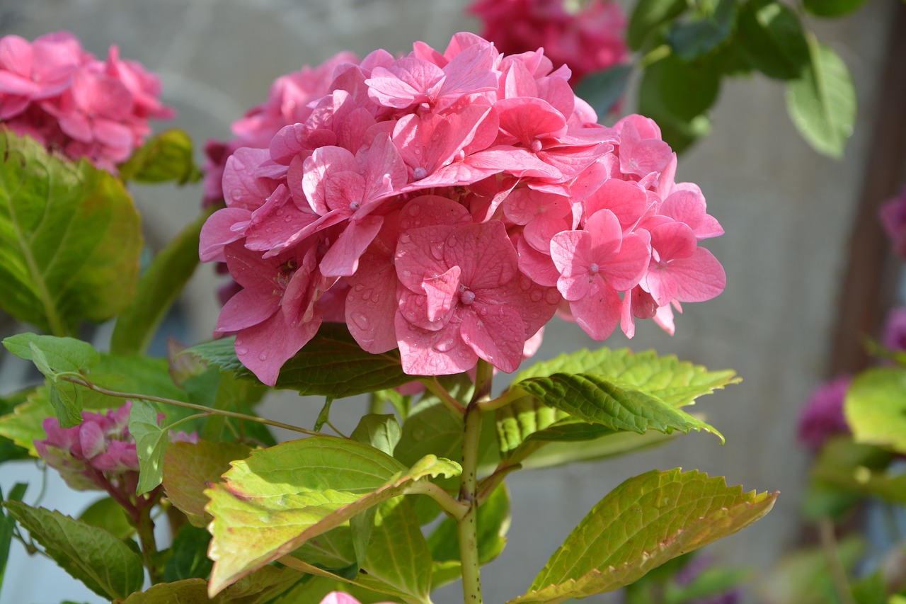Image - flower hydrangea dark pink leaves