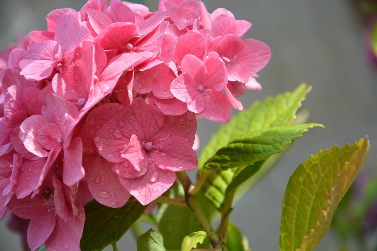 Image - water droplets on flower petals pink