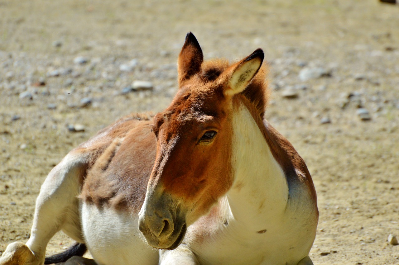 Image - donkey muli mule animal zoo