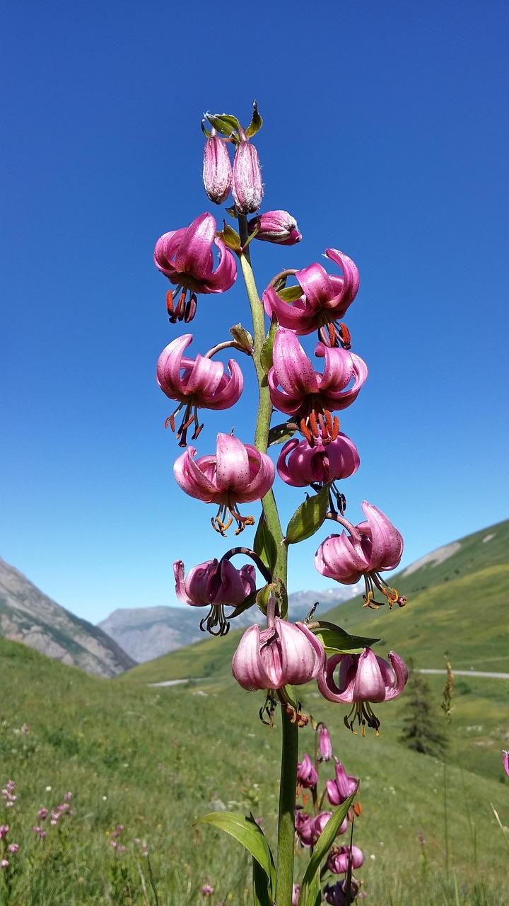 Image - martagon lily flower nature