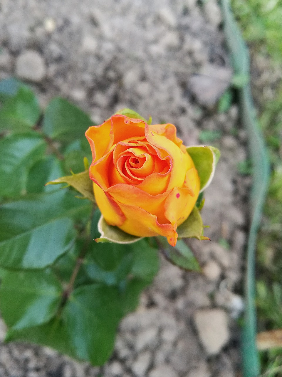Image - rose bud yellow rose flowers
