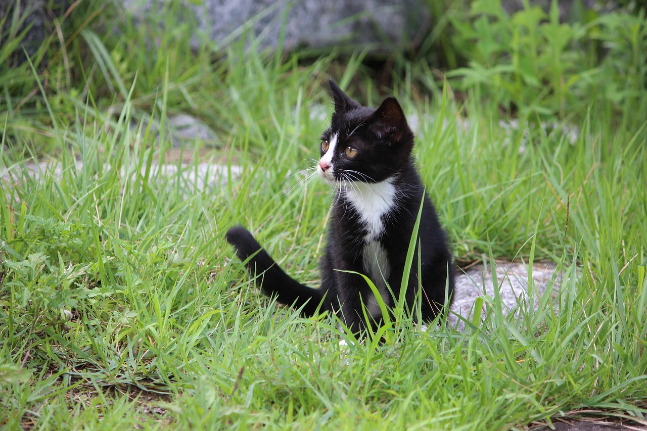 Image - cat kitty baby cats the black cat