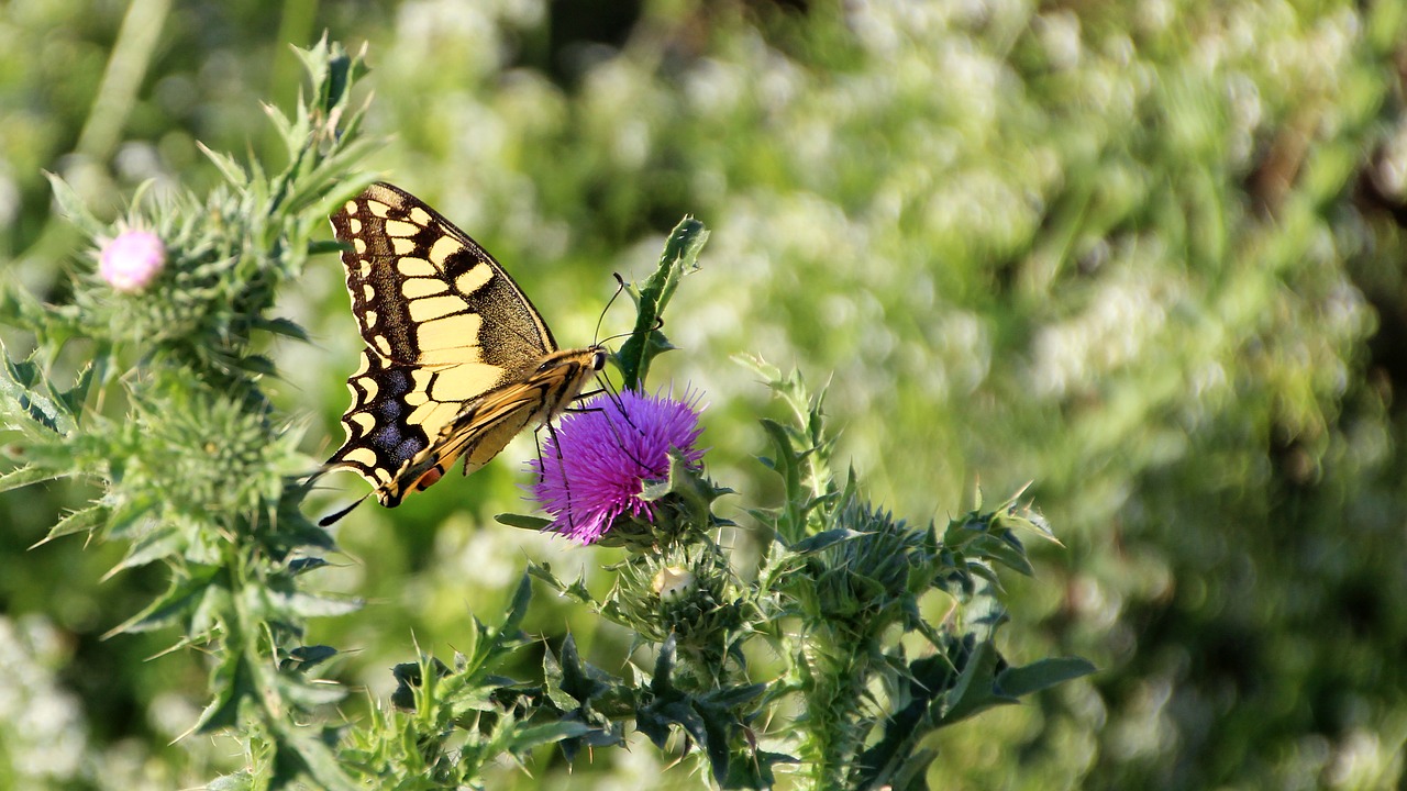 Image - butterfly meadow nature insect