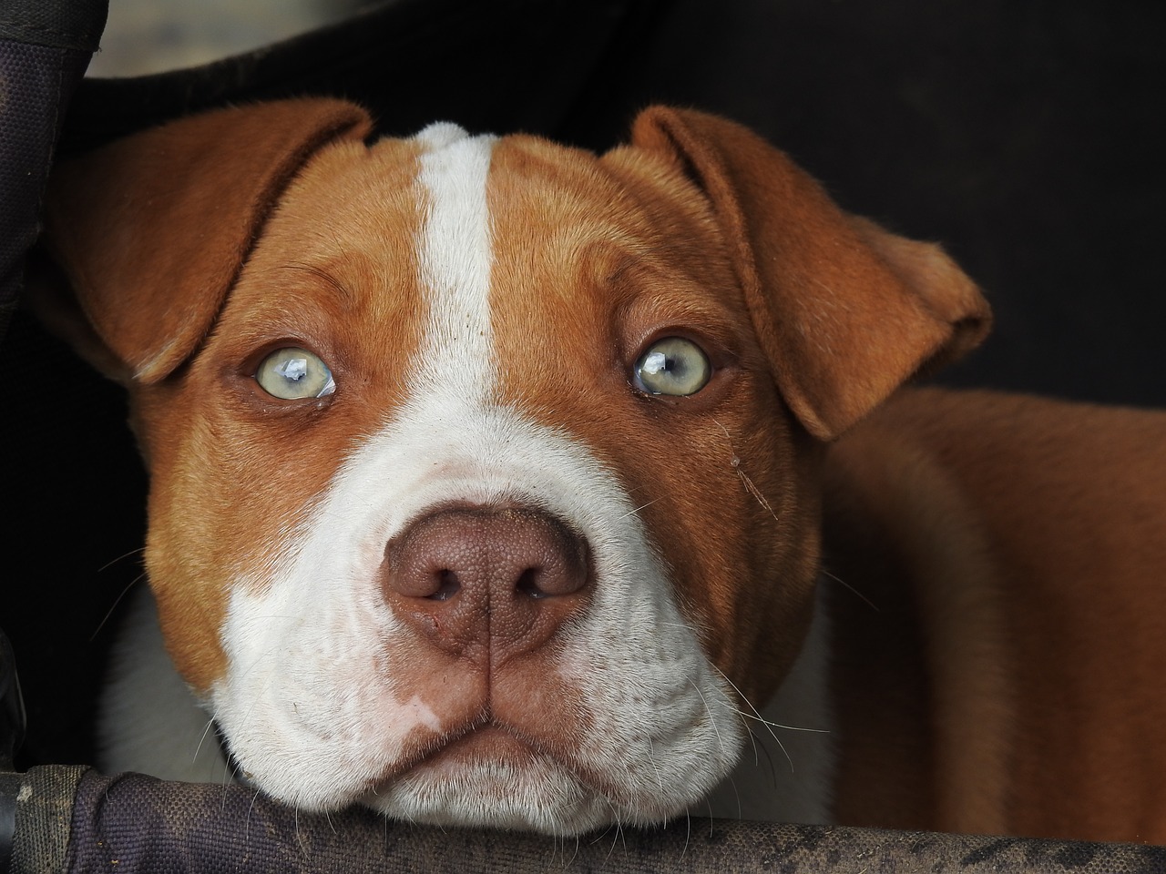 Image - pup puppy red puppy pitbull dog