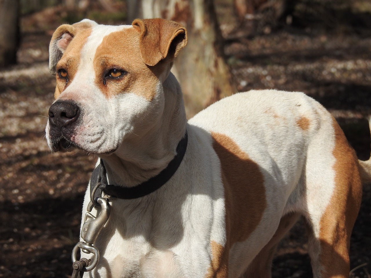 Image - dog canine poised pitbull