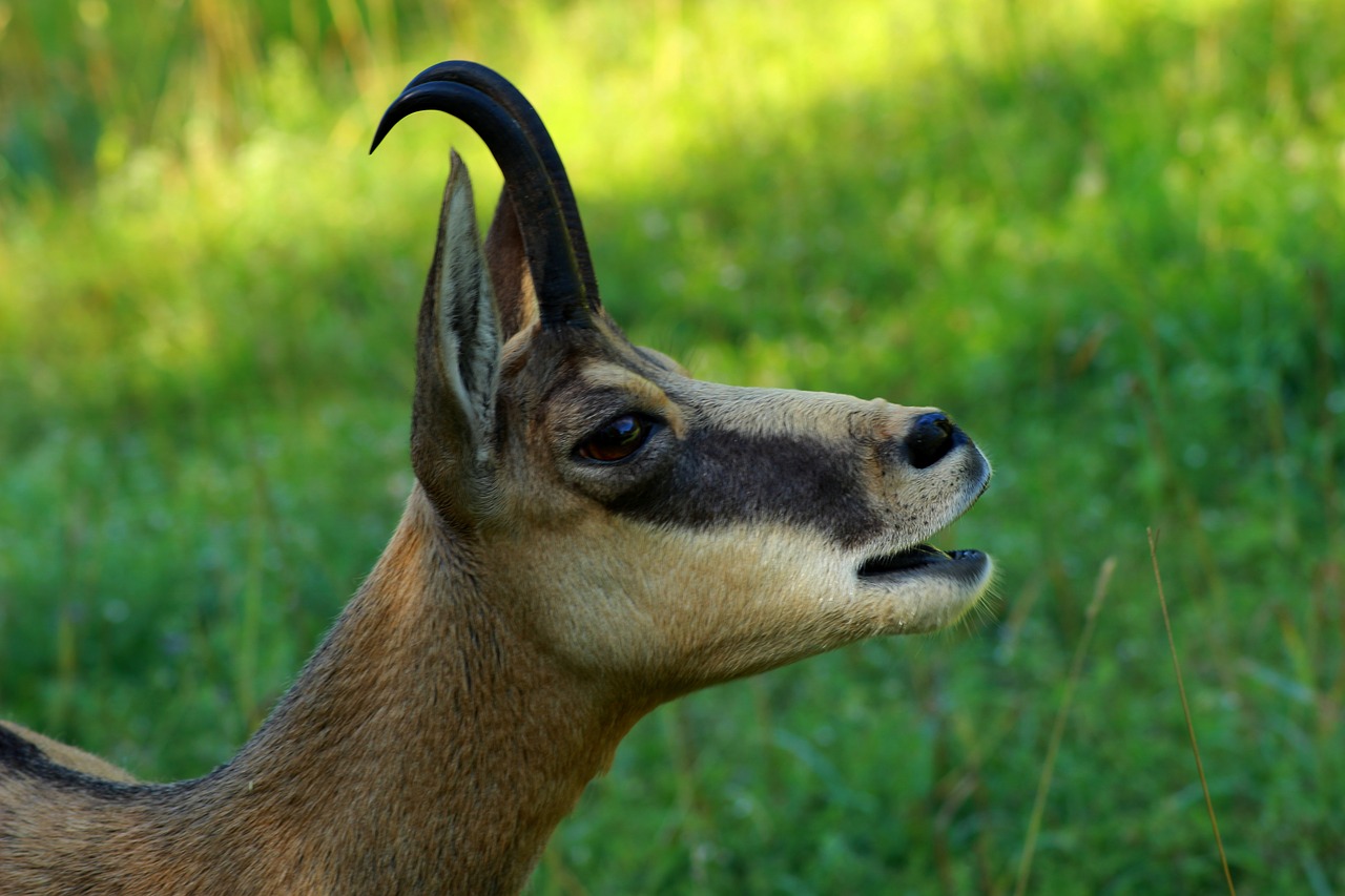 Image - gams wild wildlife park alpine