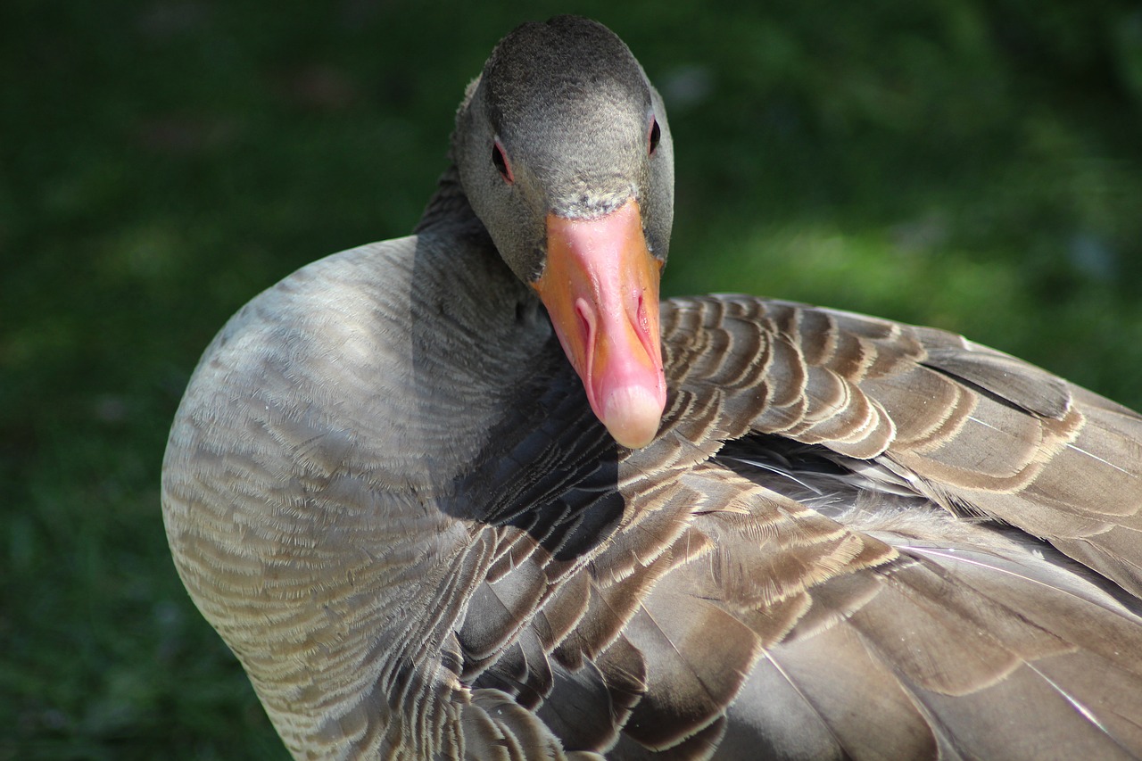 Image - greylag goose wildlife park nature