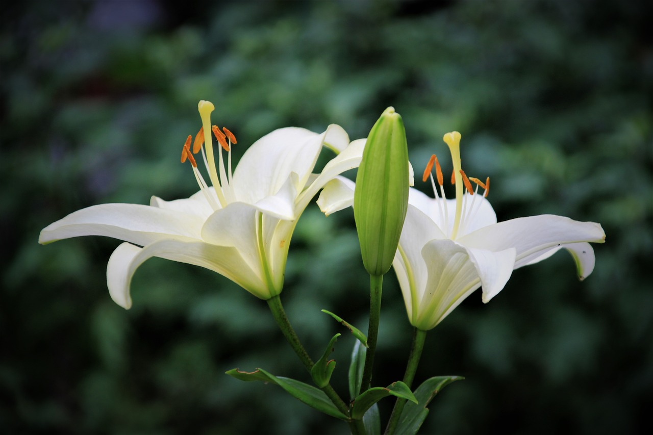 Image - lily flower flowers nature summer