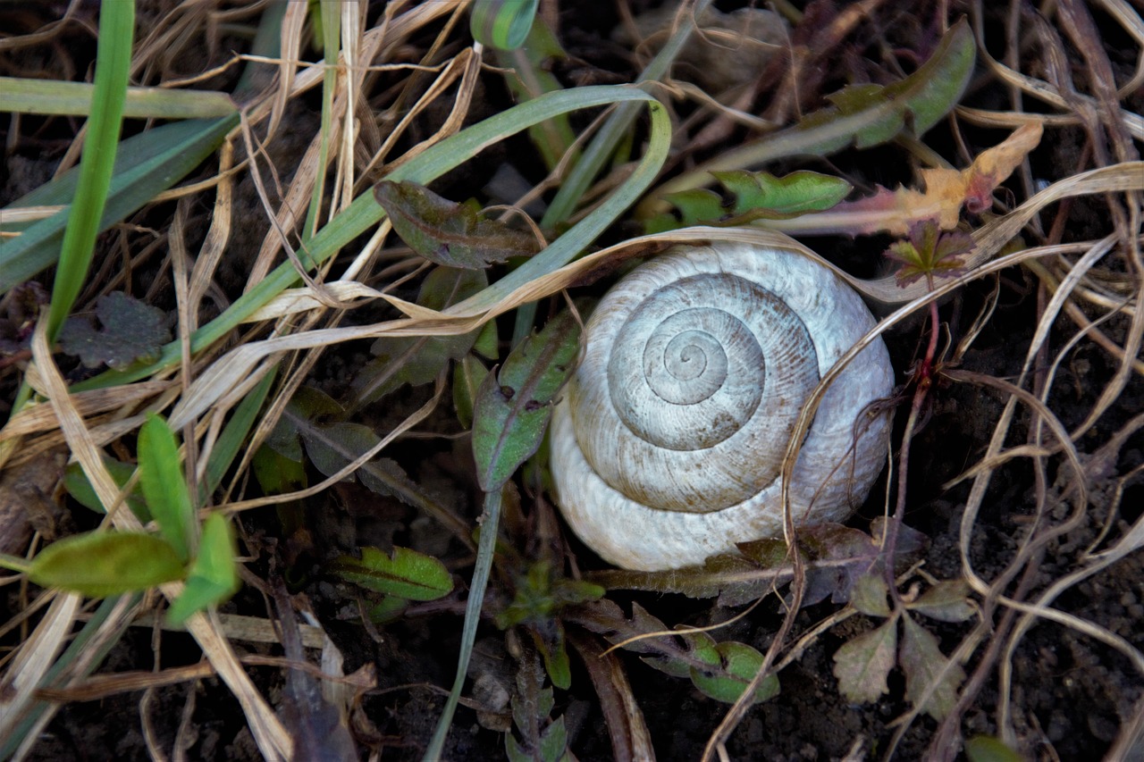 Image - shell snail grass macro closeup