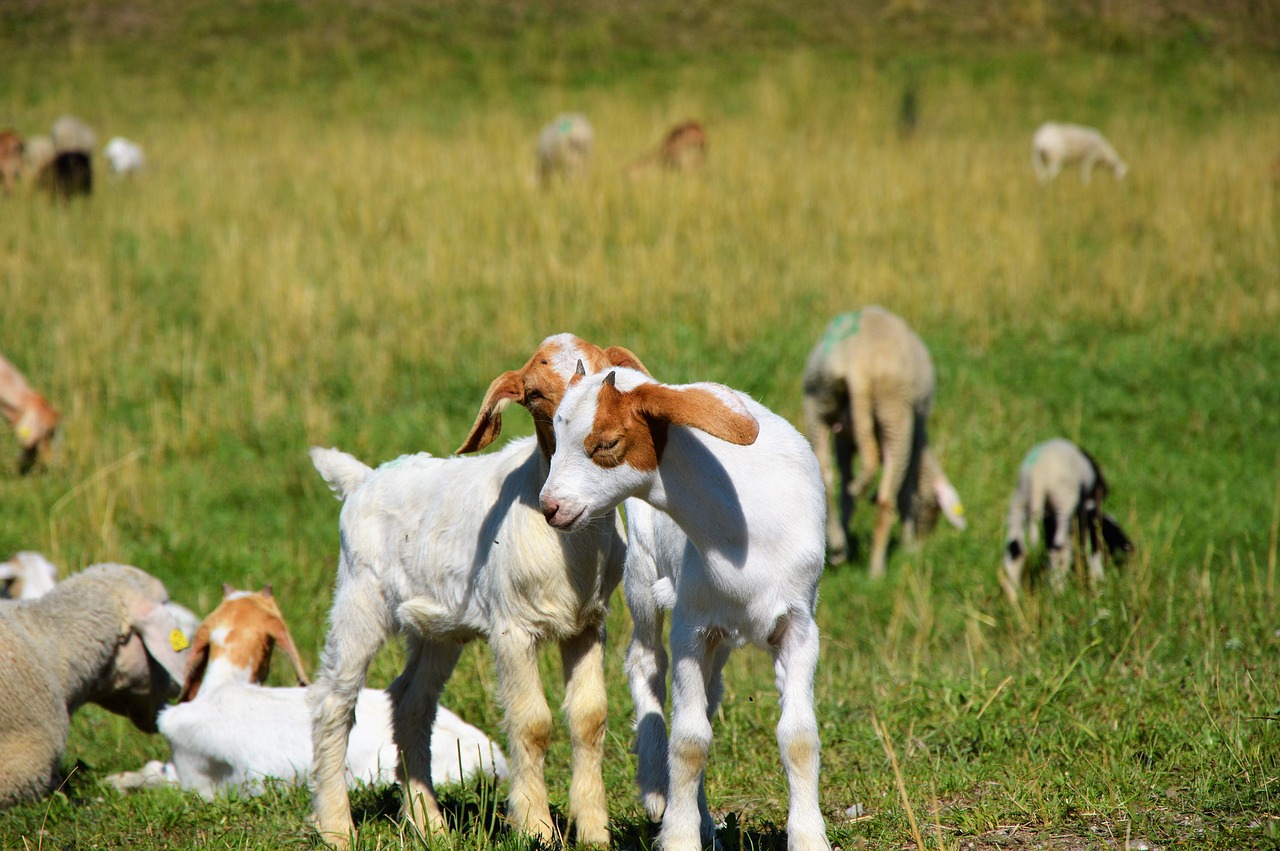 Image - goat prima donna geiss little kids