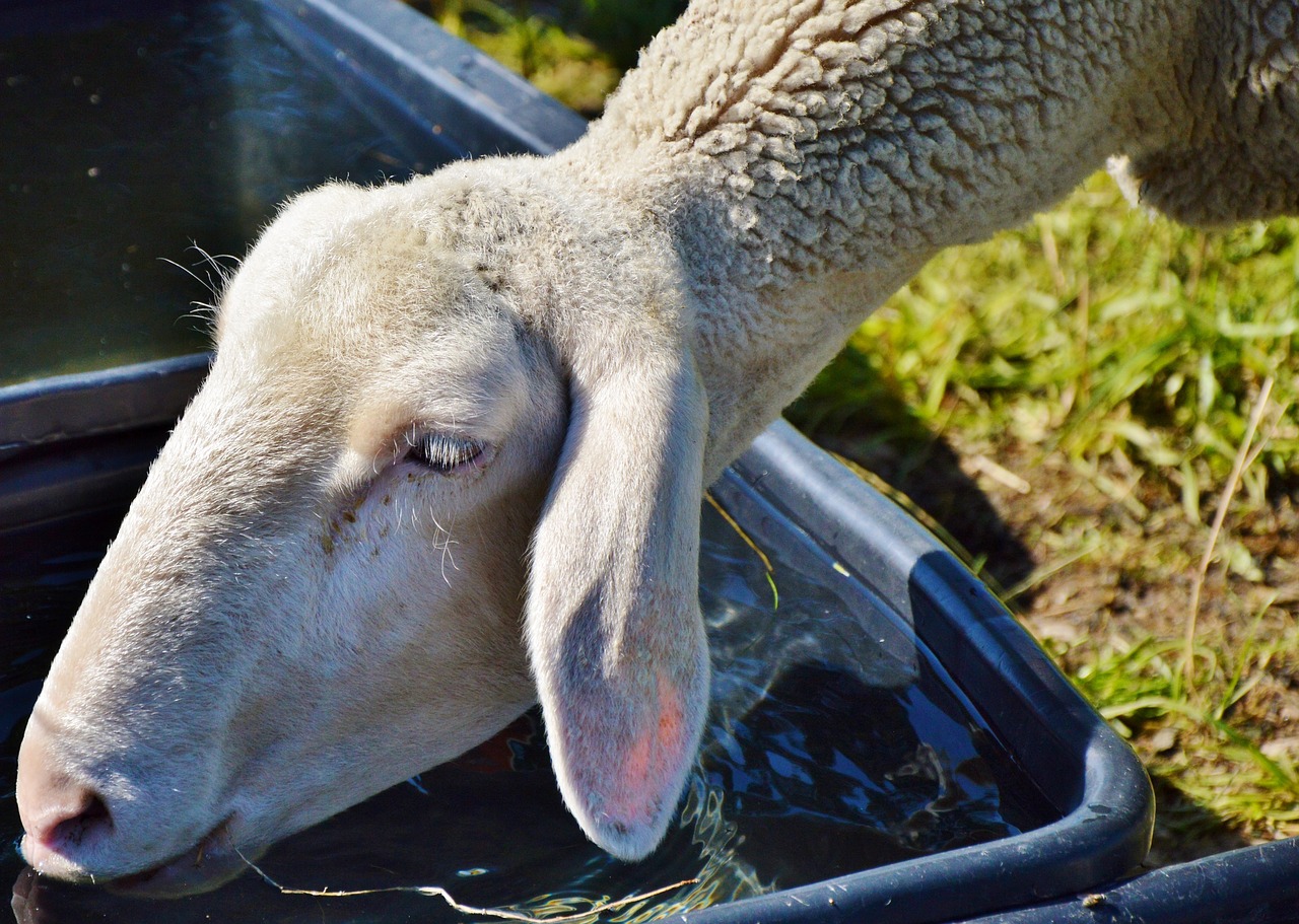 Image - sheep schäfchen livestock drink