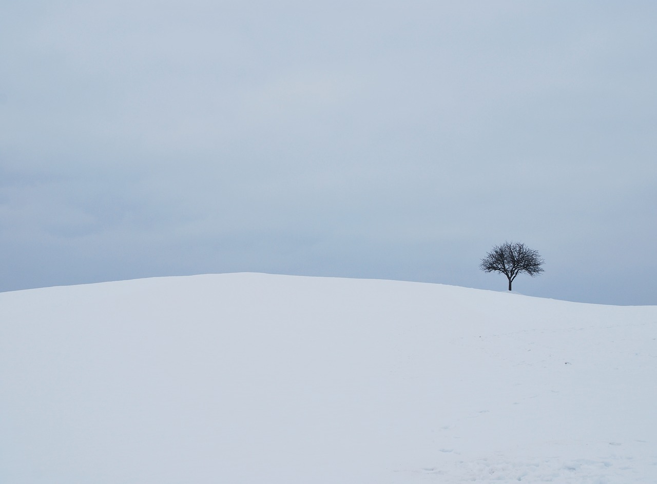 Image - winter white tree background