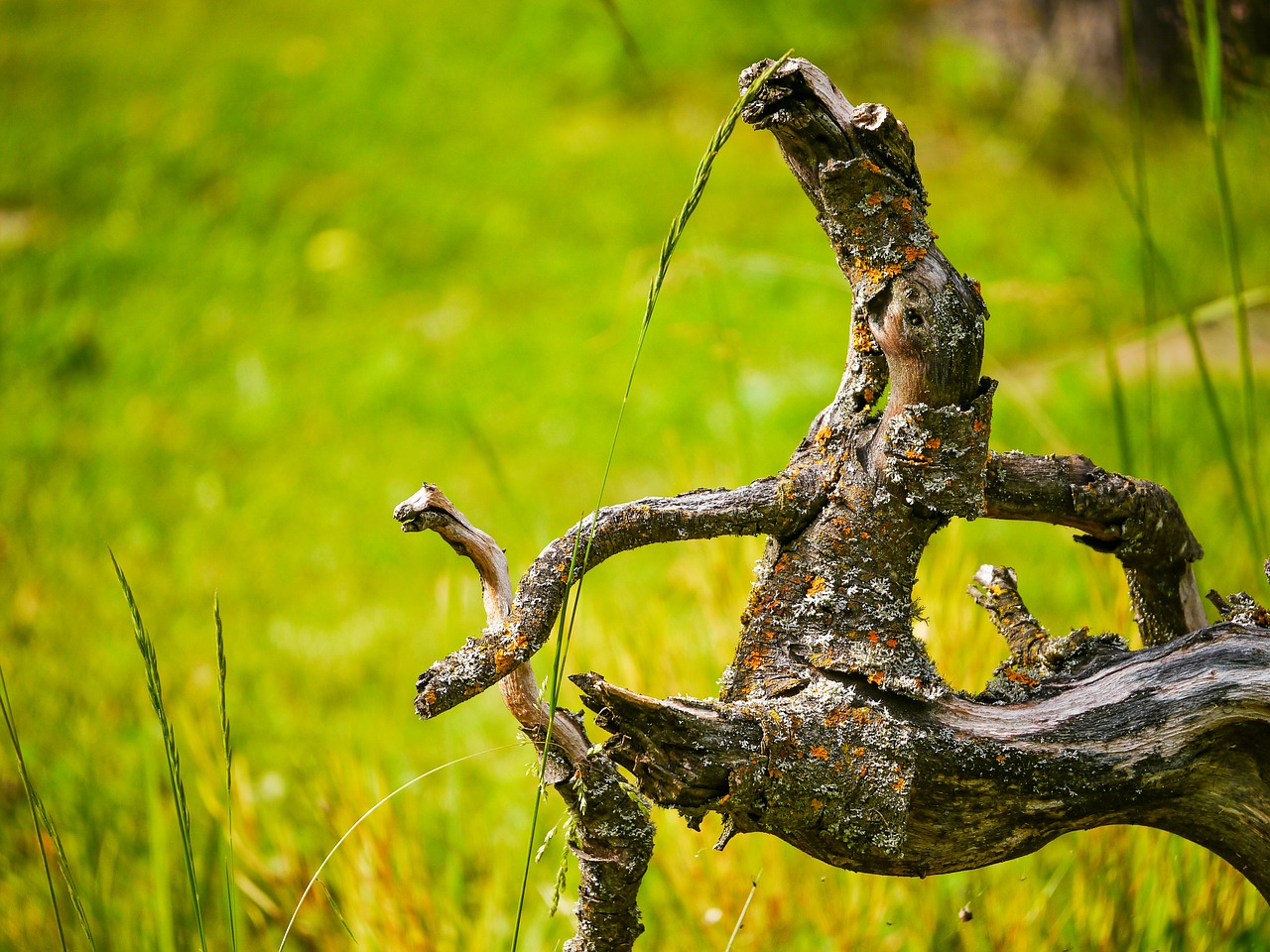 Image - branch fabric meadow alpine summer