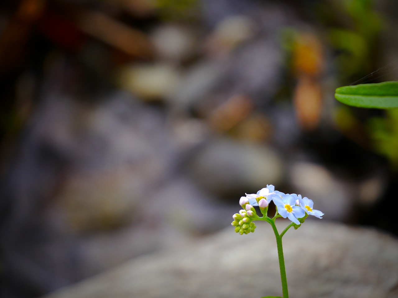 Image - primrose alpine flower individually