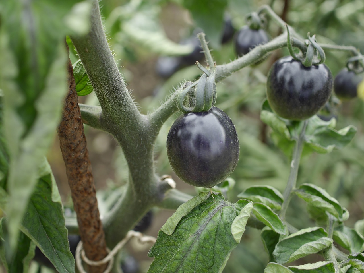 Image - botanical garden black tomato macro