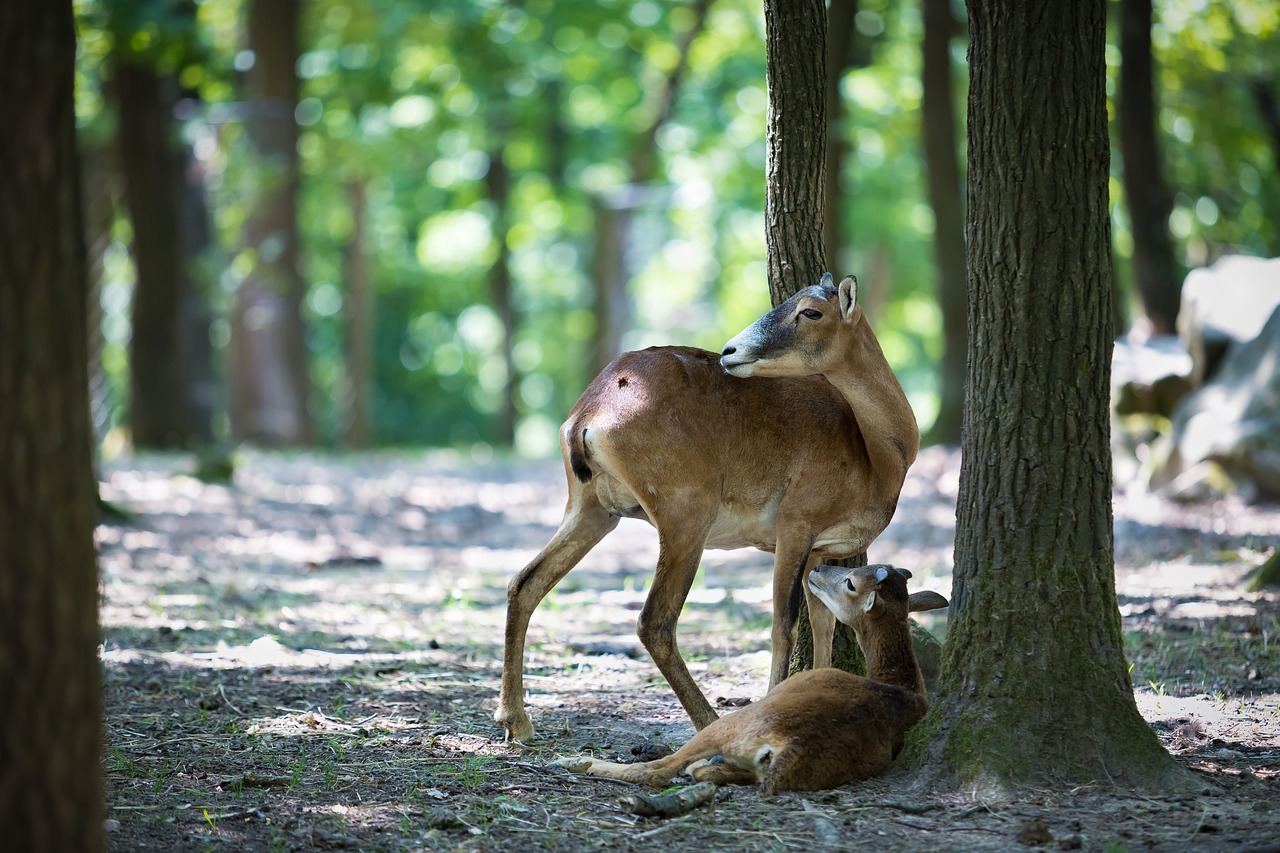 Image - mouflon young animal mammal beast
