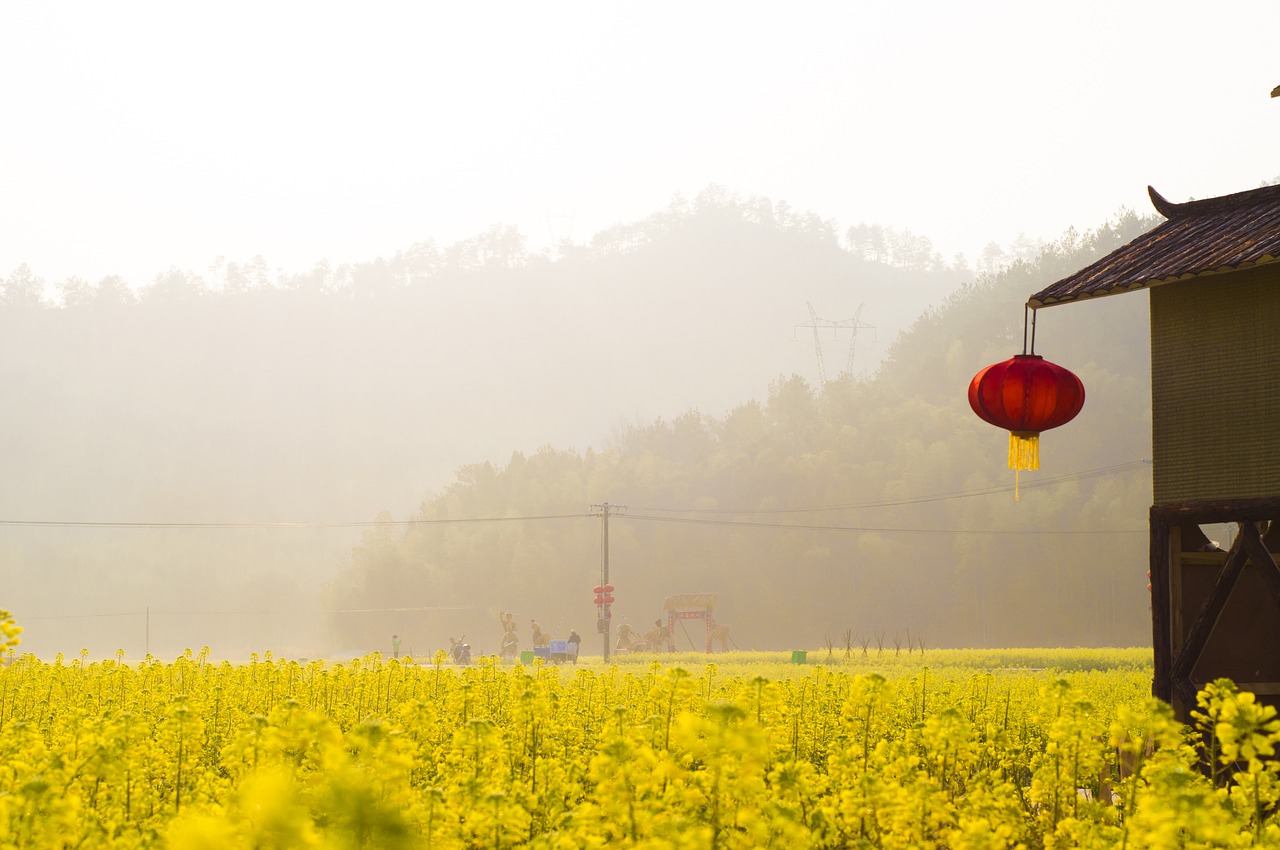 Image - 风景 清新 花 油菜花 自然