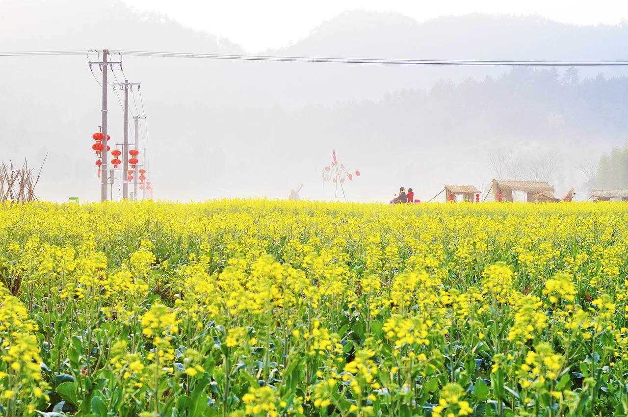 Image - 风景 春天 清新 油菜花 自然 人物 暖色调