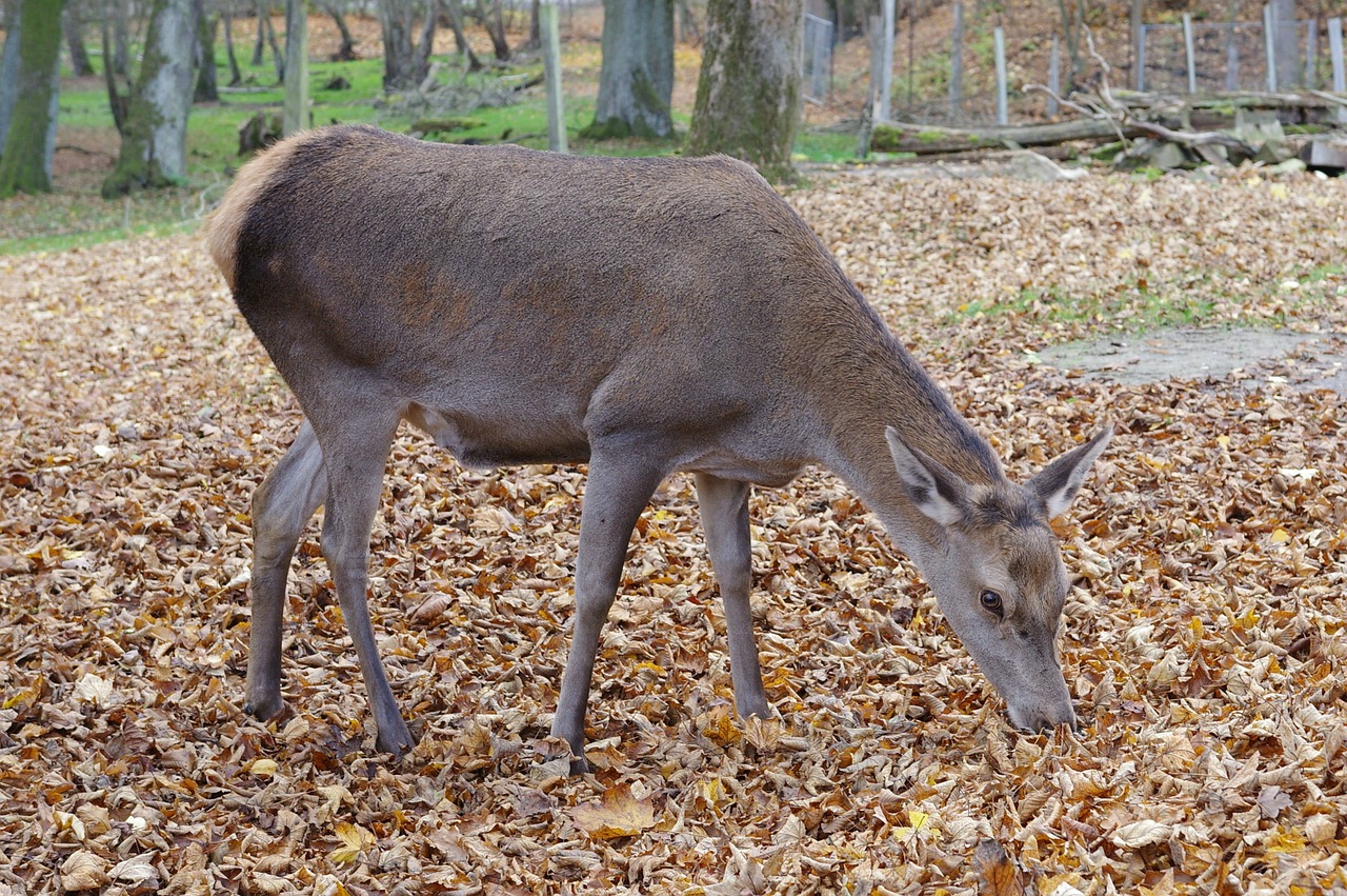 Image - roe deer forest wild nature