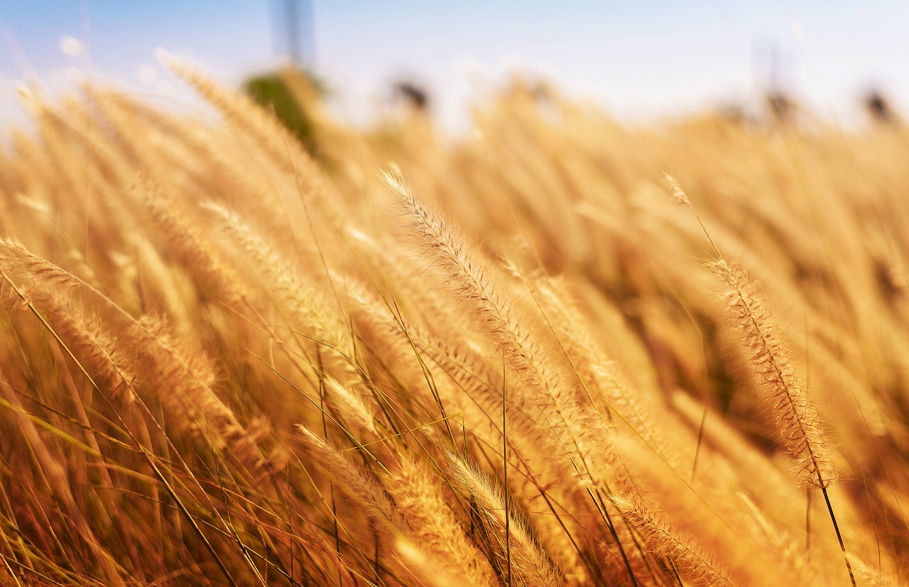 Image - yellow wheat field farm rural