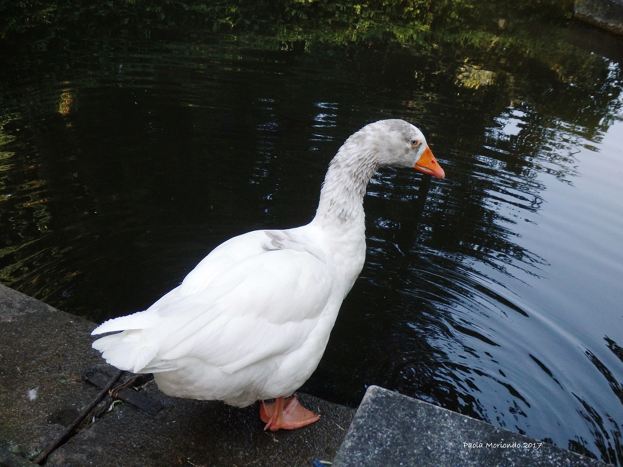 Image - oca pond white