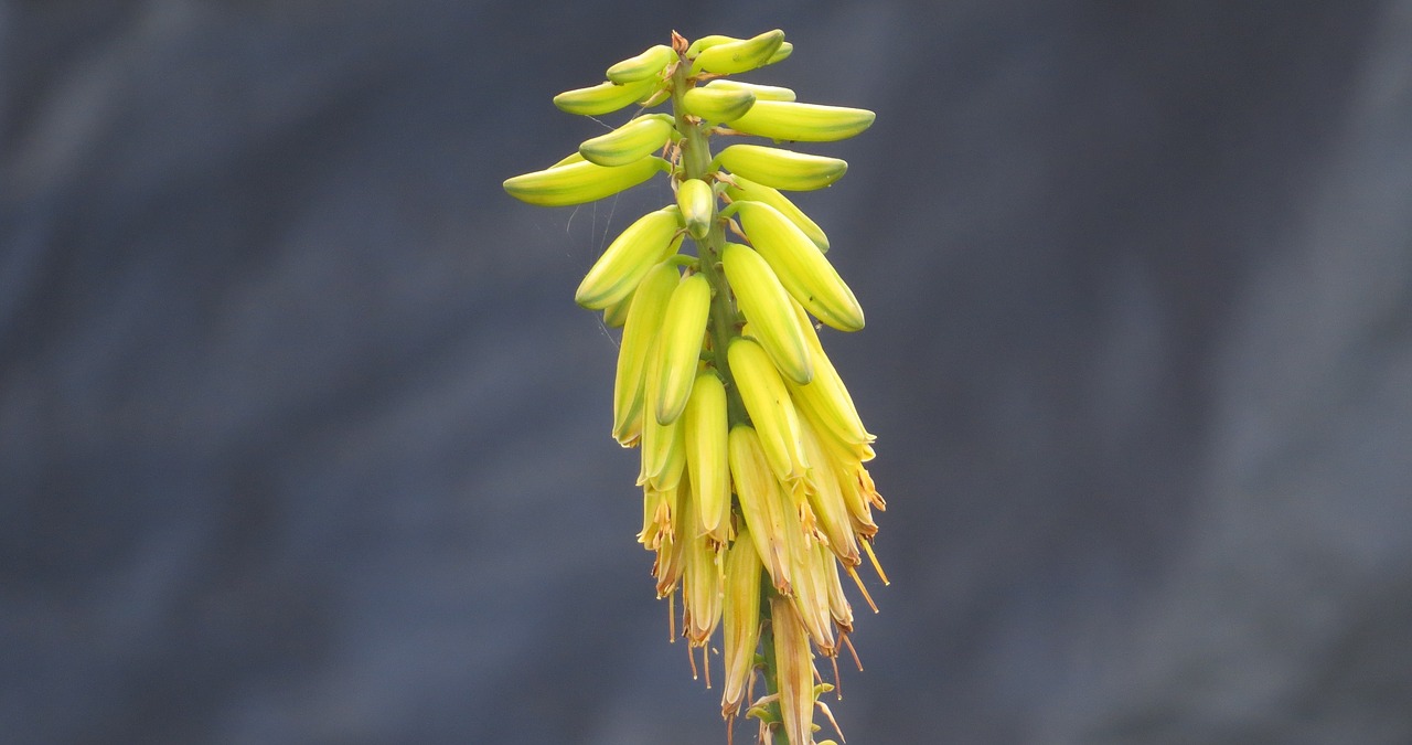 Image - nature flower finlandia armenia