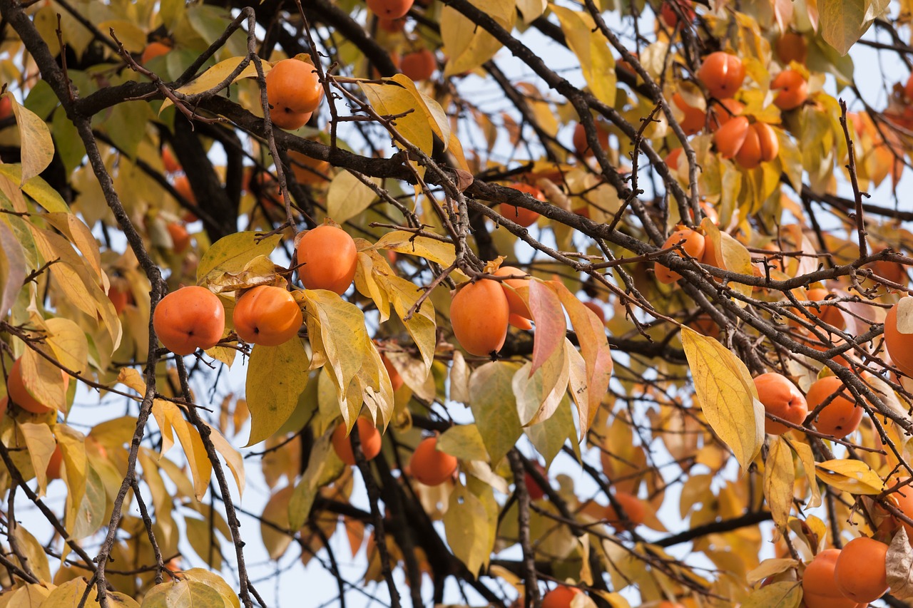 Image - persimmon tree autumn fruit nature