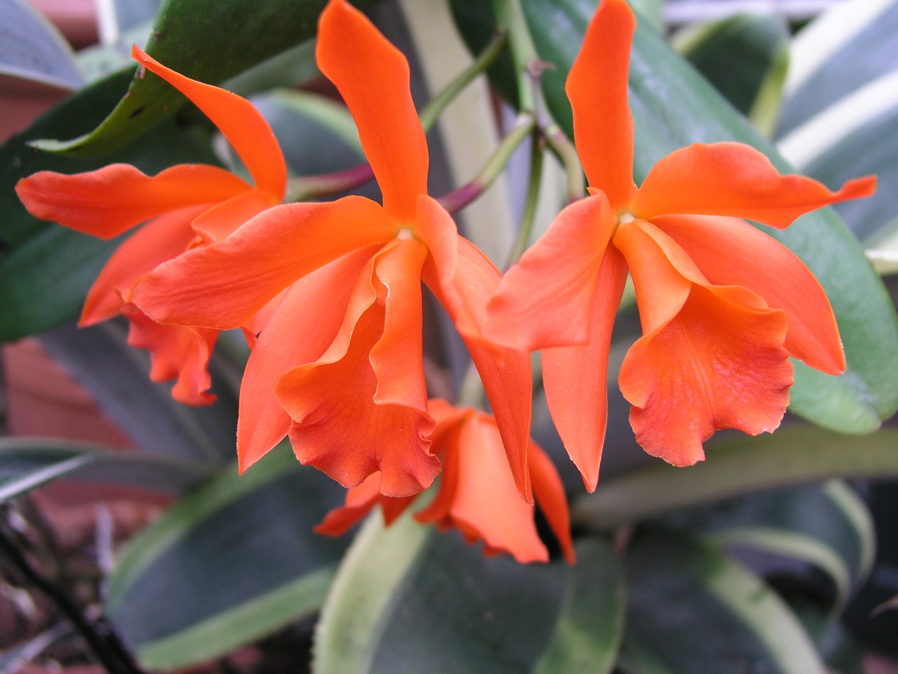 Image - orchid flower orange natural