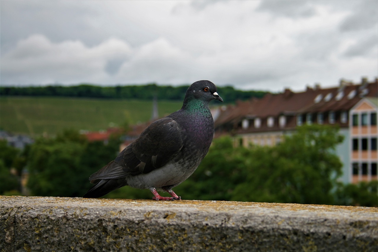 Image - dove wall bird fortress nature