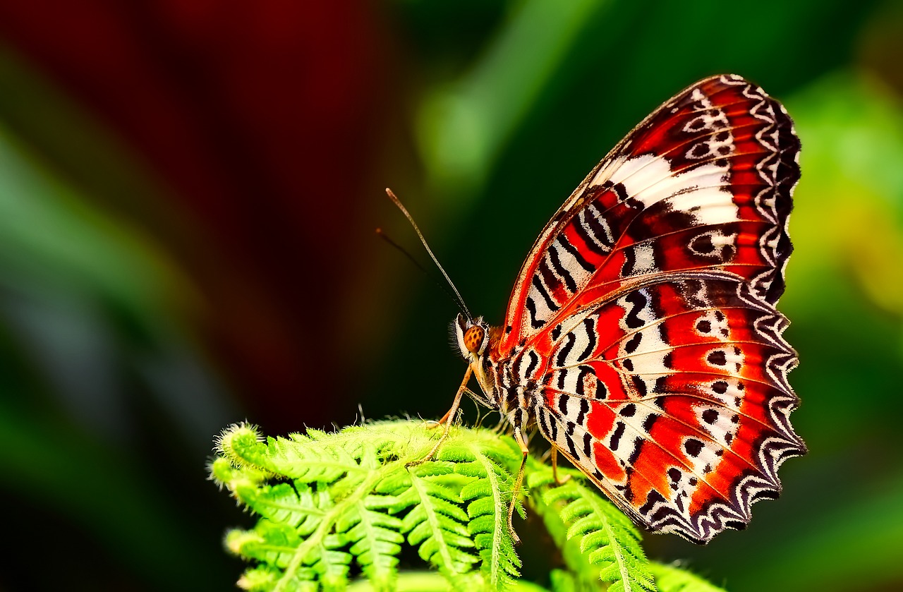 Image - butterfly insect macro closeup