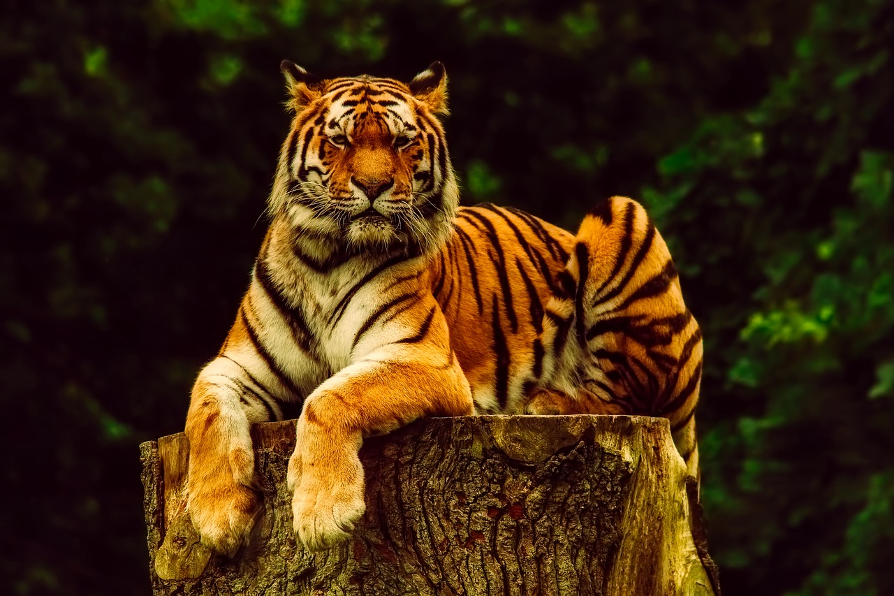 Image - tiger animal wildlife portrait