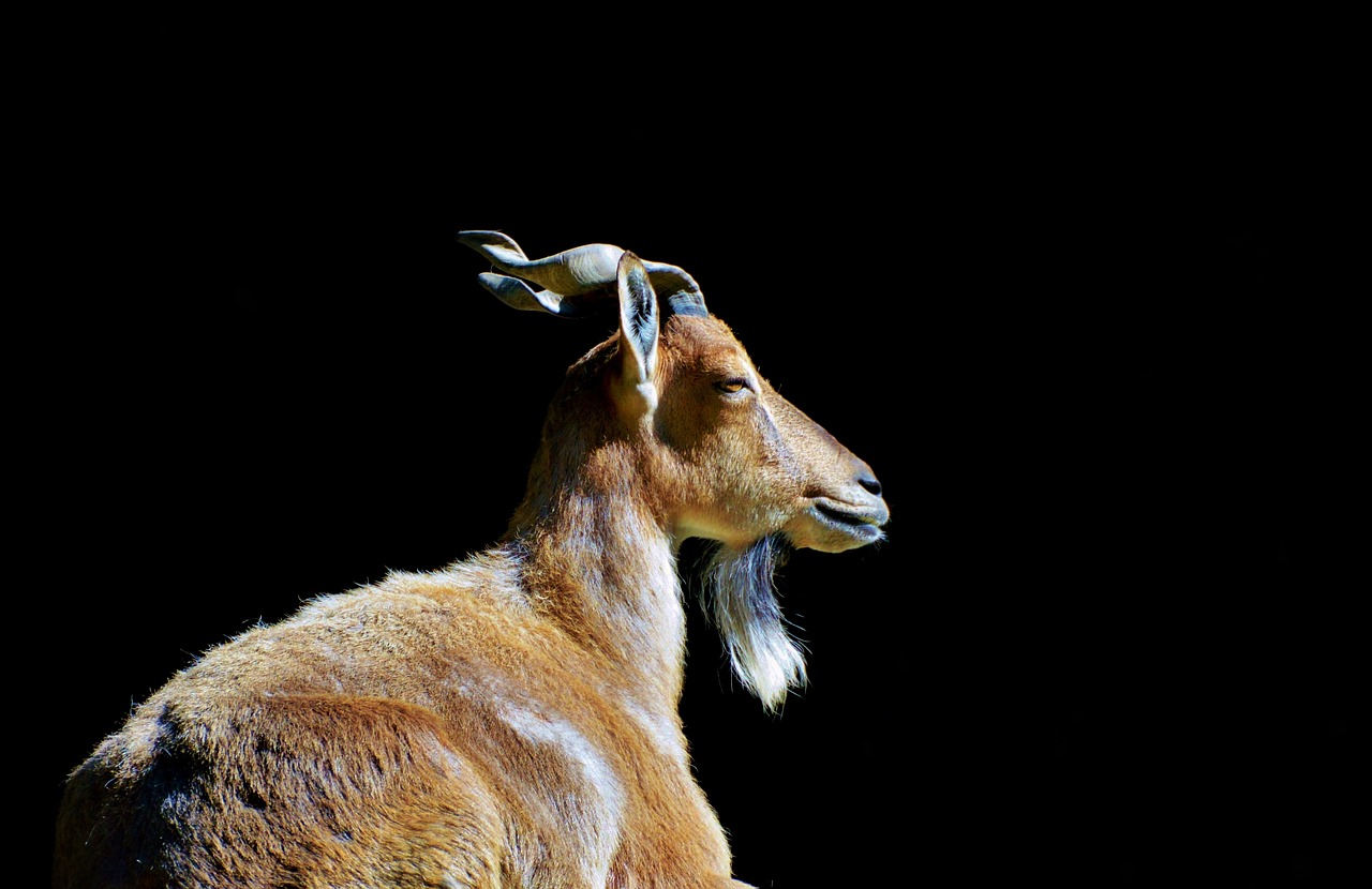 Image - markhor screw a goat goat wild goat