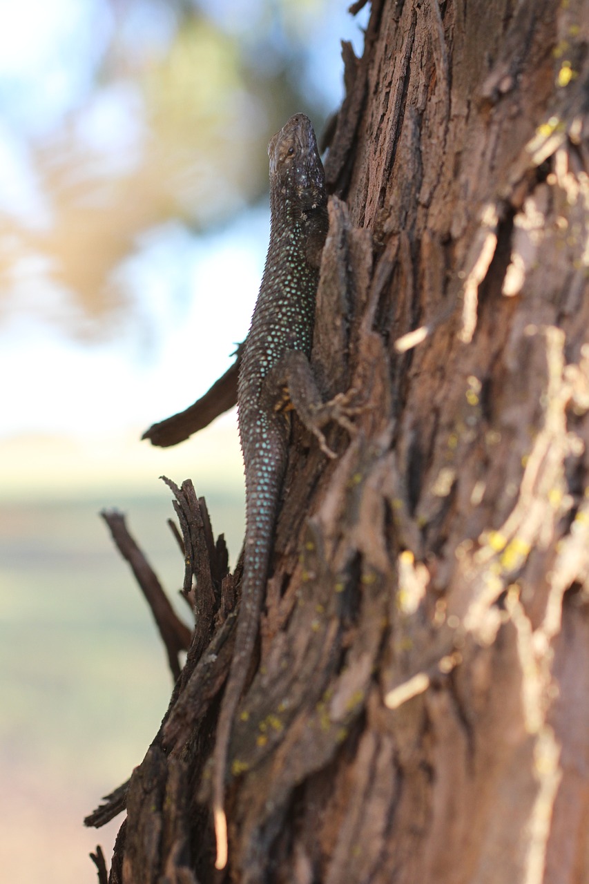 Image - western fence lizard