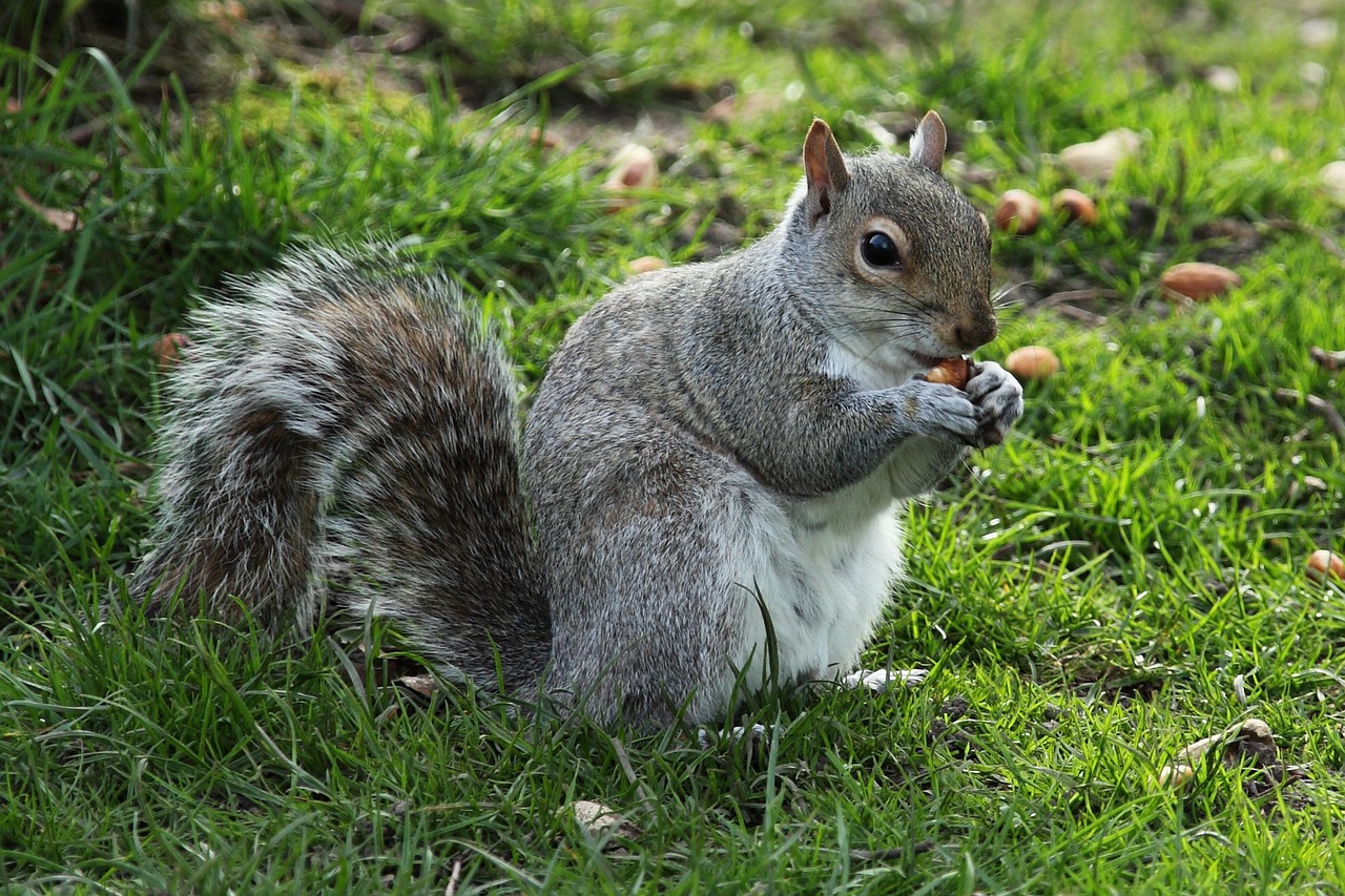 Image - animal cute eat eating forest fur