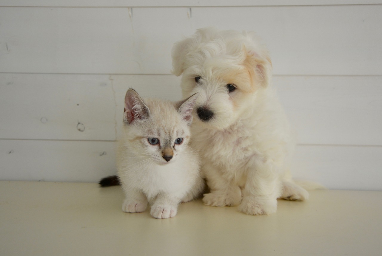 Image - dog cat kitten domestic animal dog