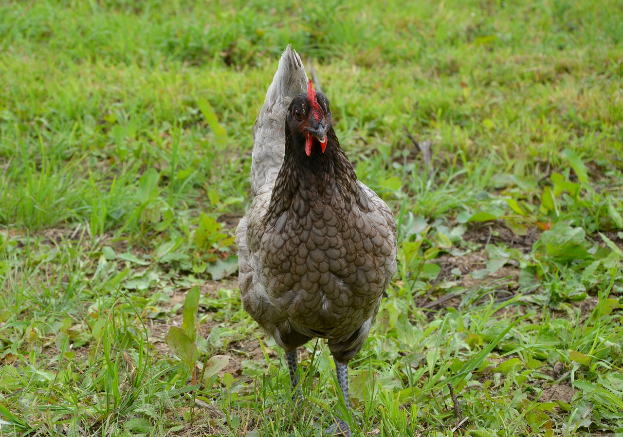 Image - hen hen limo eggs nature