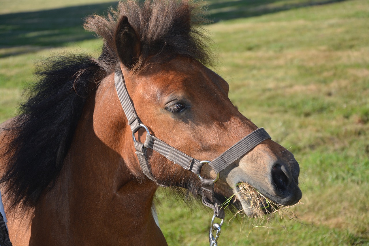 Image - shetland pony ruminants eat hay